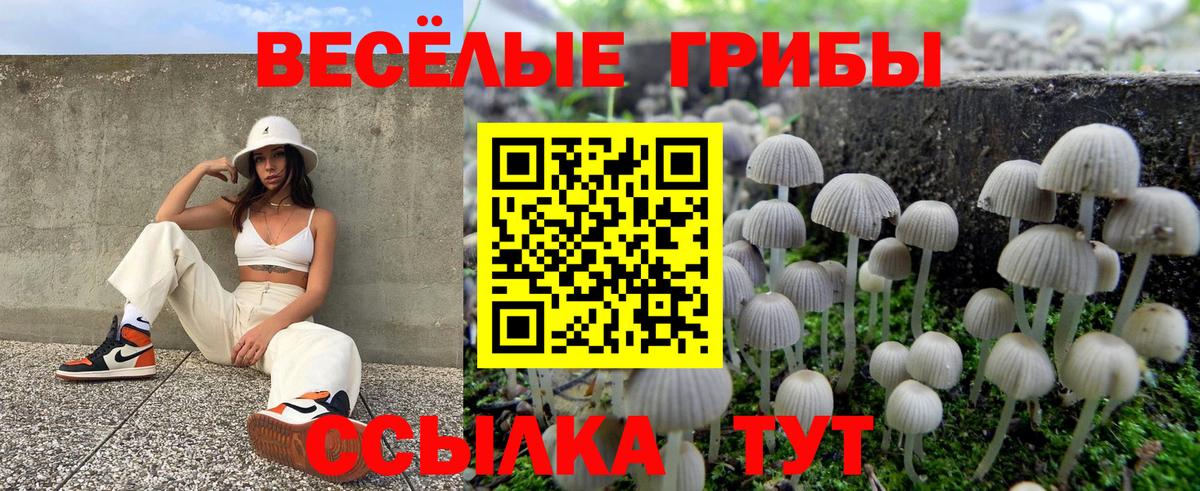 Галлюциногенные грибы Psilocybine cubensis Нурлат